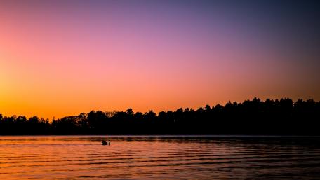 Serene Sunset over Tranquil Lake with Graceful Swan wallpaper