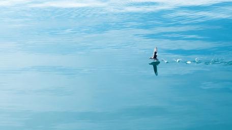 Graceful Bird Gliding on Blue Waters wallpaper