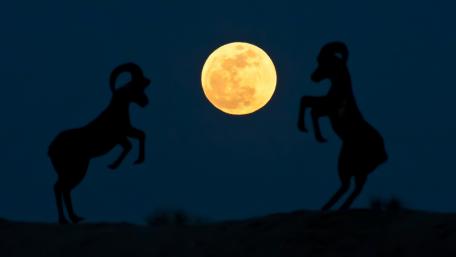 Majestic Rams Under the Moonlit Sky wallpaper
