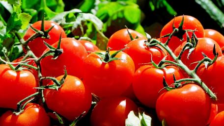 Tomato wallpaper