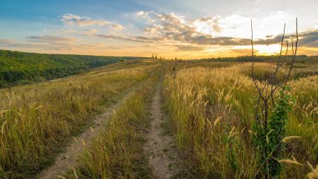 Serene Pathway Through Golden Fields wallpaper