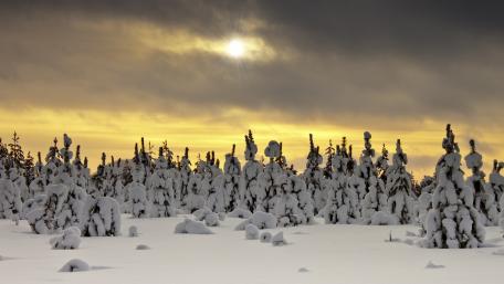 Serene Snowy Pine Forest Under Winter Skies wallpaper
