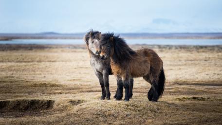Icelandic horses wallpaper