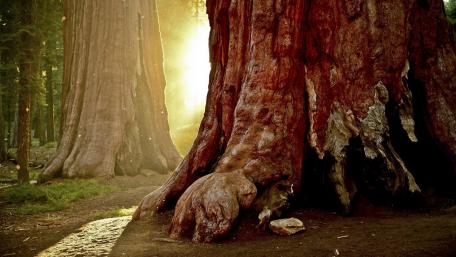 Majestic Sequoia in Golden Light wallpaper