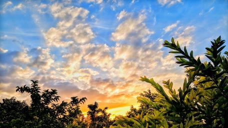 Sunset over trees wallpaper