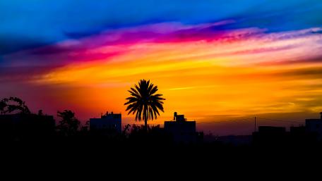 Palm tree silhouette wallpaper