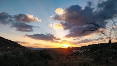 Sunset and olive trees wallpaper