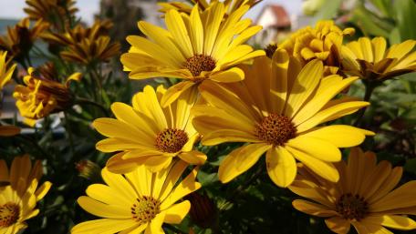 yellow flowers wallpaper