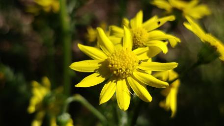 Yellow flowers wallpaper