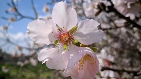 almond flowers wallpaper