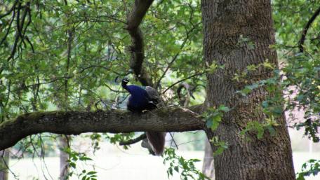 Peacock on the tree wallpaper
