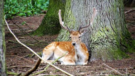 Serene Roe Deer in Tranquil Forest Setting wallpaper
