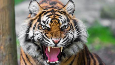 Majestic Roaring Tiger Wallpaper wallpaper