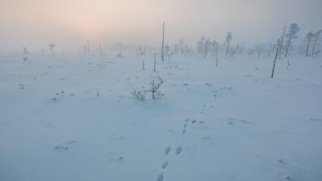 Serene Winter Wonderland Amidst Foggy Silence wallpaper