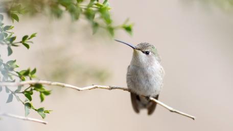 Elegant Hummingbird Perched on a Twig wallpaper