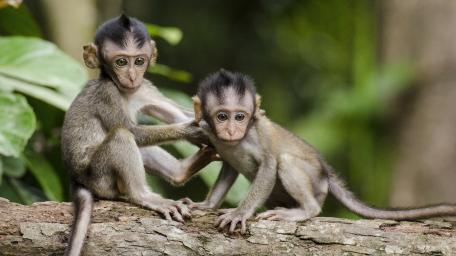 Adorable Baby Monkeys in the Jungle wallpaper