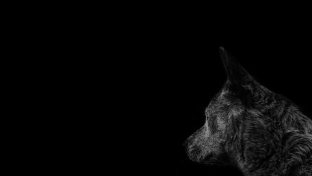 Black dog wallpaper