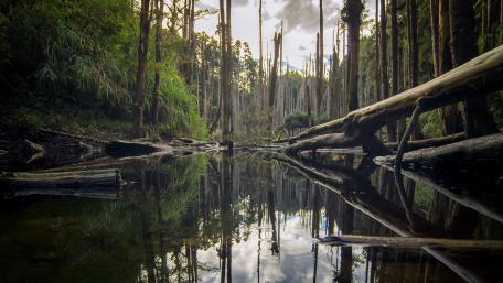 Tranquil Forest Reflection Scene wallpaper