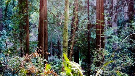 Majestic Forest Serenity wallpaper