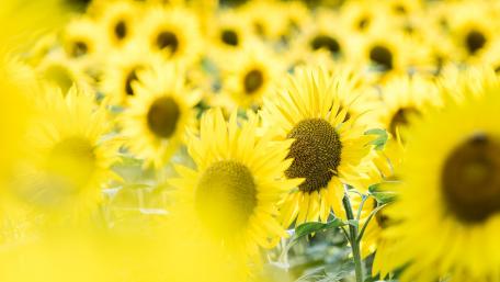 Sunflowers in a Dreamy Field wallpaper