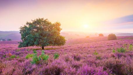 Pink field with a solitary tree wallpaper