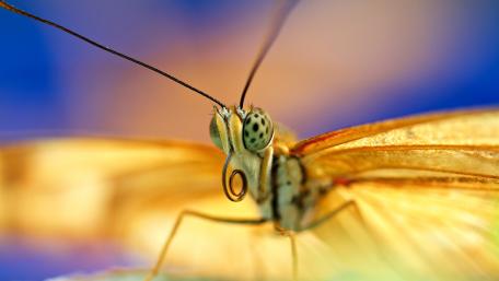 Vibrant Butterfly Close-Up in Macro Photography wallpaper