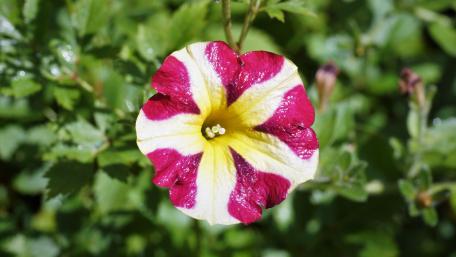 Blume mit Morgentau wallpaper