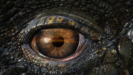Majestic Fantasy Dragon Eye Wallpaper wallpaper