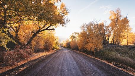 Golden Autumn Pathway in Nature's Embrace wallpaper