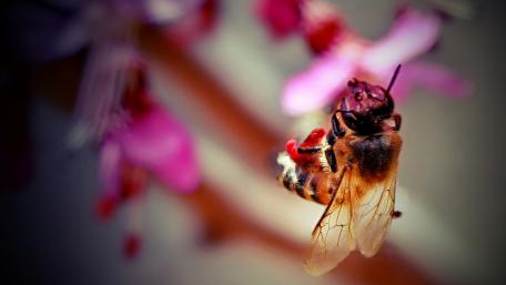 Nature's Tiny Artisan at Work wallpaper