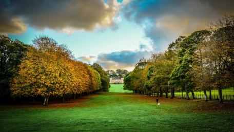 Serene Autumn Pathway in Nature's Embrace wallpaper