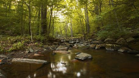 Serene Forest Stream in Lush Green Wilderness wallpaper