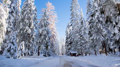 Winter Wonderland Pathway Through Snowy Pines wallpaper