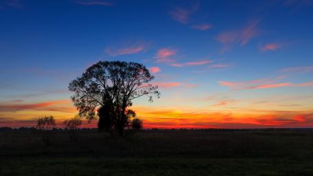 Serene Sunset Over a Lone Tree Landscape wallpaper