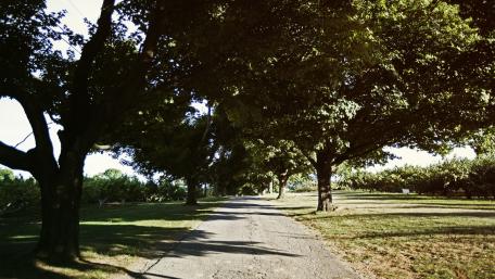 Serene Pathway Through Lush Green Trees wallpaper