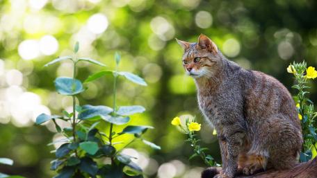 European wildcat wallpaper