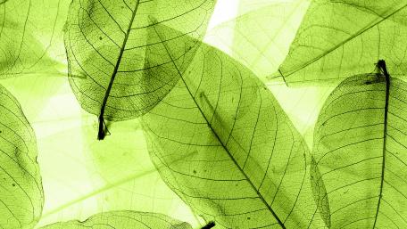 Translucent Green Leaves Background wallpaper