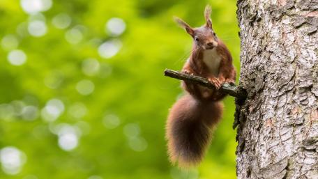 Squirrel on a twig wallpaper