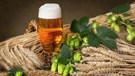 Golden Beer Among Fresh Hops and Grains wallpaper