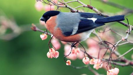 Spring Perch Tranquility in 4K wallpaper
