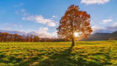 Golden Autumn Sunlight on a Solitary Tree in a Field wallpaper