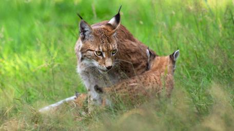 Majestic Lynx Family in Nature's Embrace wallpaper