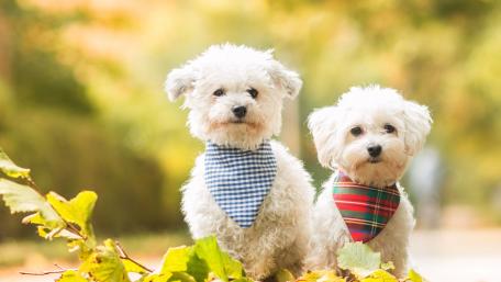 Bichon Frisé Bliss in Autumn Splendor wallpaper