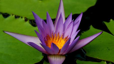 Elegant Purple Waterlily in Nature's Serenity wallpaper