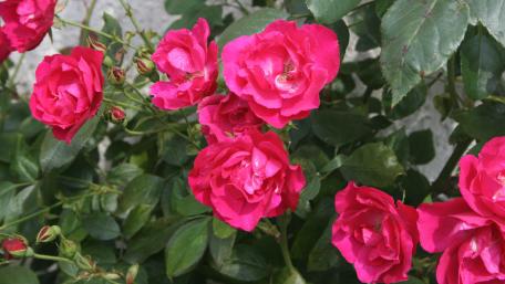 Vibrant Pink Roses in Bloom wallpaper
