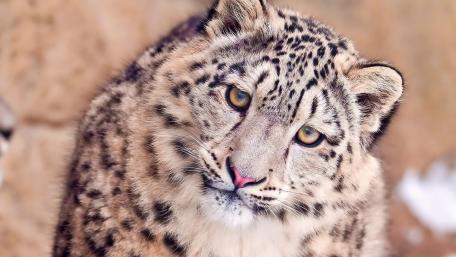 Snow leopard wallpaper