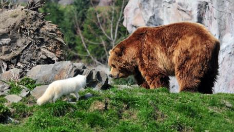 Majestic Grizzly Bear Encountering Arctic Fox in Nature Scene wallpaper