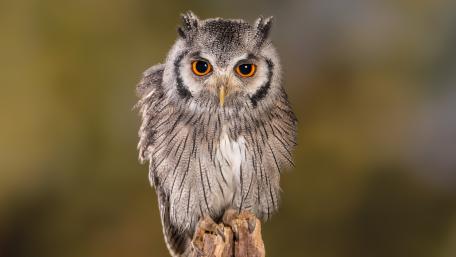Majestic Owl in Stunning Detail wallpaper