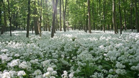 Ramsons carpet wallpaper