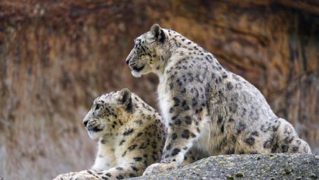 Majestic Snow Leopards in Their Habitat wallpaper